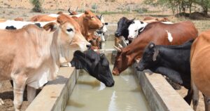 State Kicks Off Phase Two Of Livestock Off-Take Program