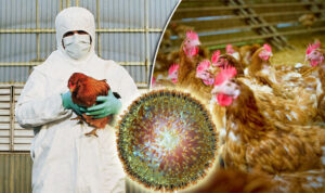 SOUTH AFRICAN POULTRY INDUSTRY CALLS FOR URGENT ACTION TO PREVENT AVIAN INFLUENZA CATASTROPHE